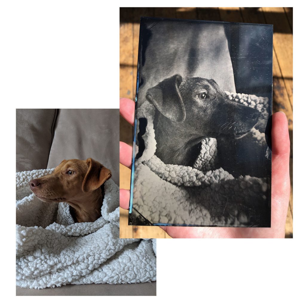a photo of a dog on the lower left corner and a tin type of the dog in the upper right corner
