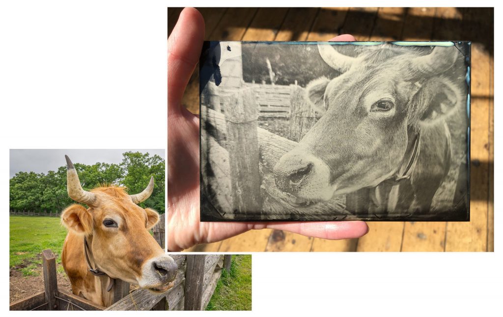 a photo of a cow on the lower left corner and a tin type of the cow on the upper right corner