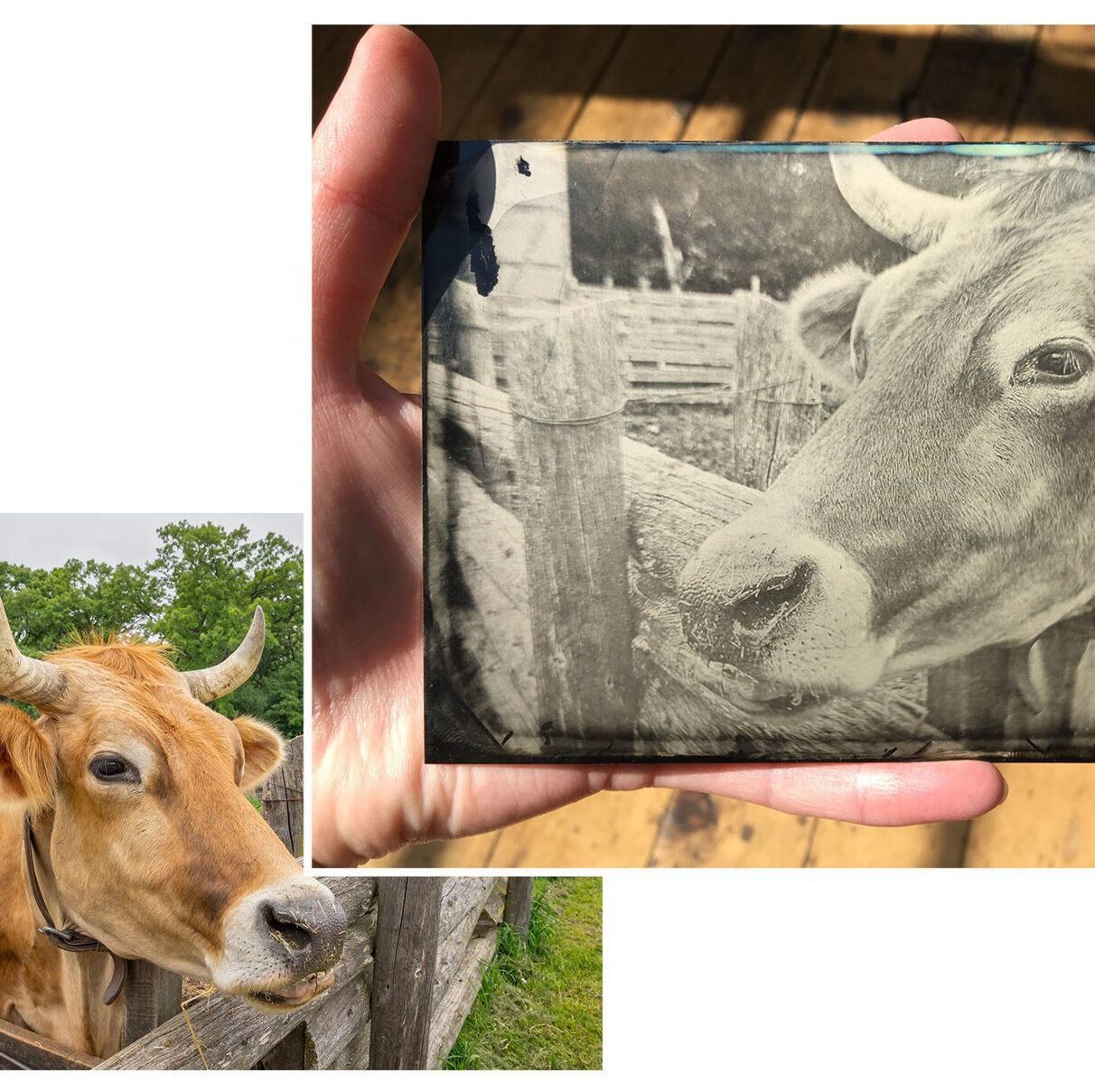 a photo of a cow on the lower left corner and tintypes of the cow on the upper right corner